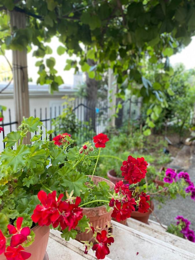 Apartments Mandarina Garden Petrovac エクステリア 写真